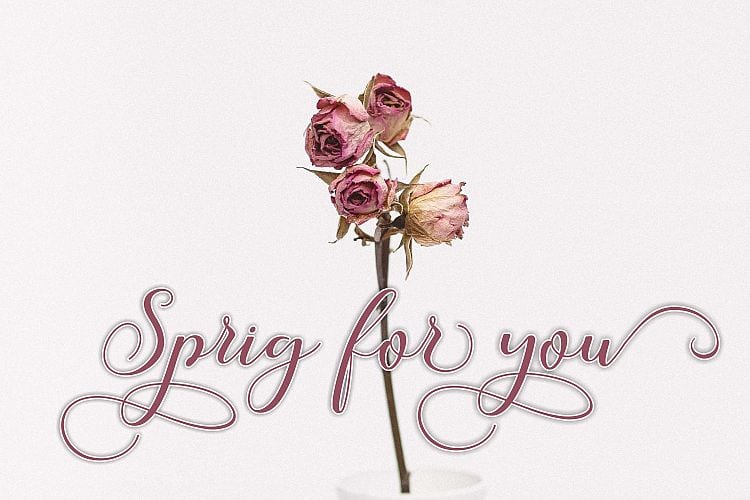 Callme Script Font