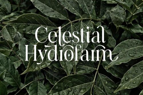 Casanova Serif Font 3