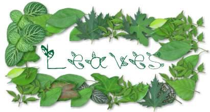 Leaves Font