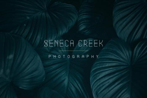 Summer Display Font Family 3