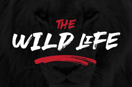 le Genoss Brush Font 4