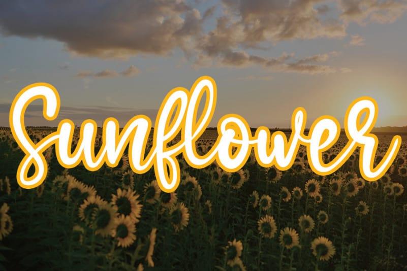 Sunflower Handwritten Font (1)