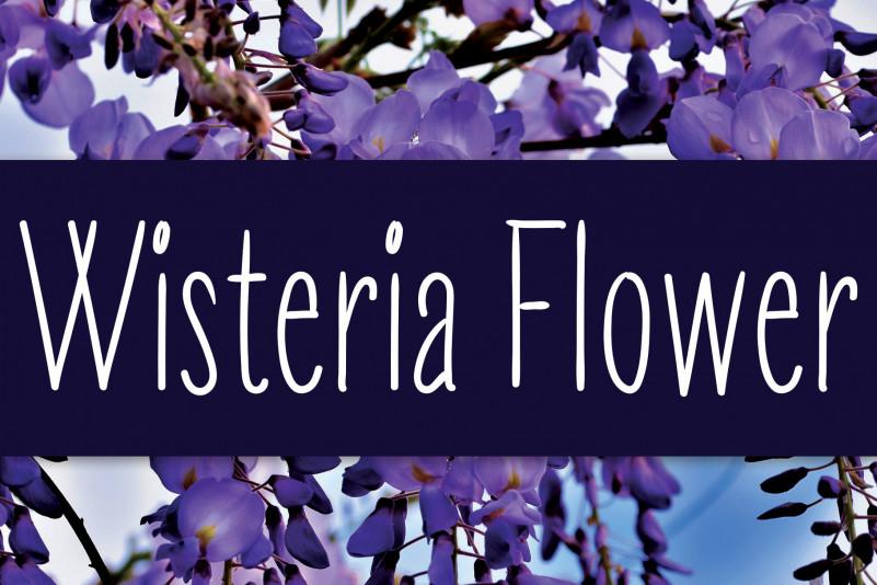 Wisteria Flower Handwritten Font