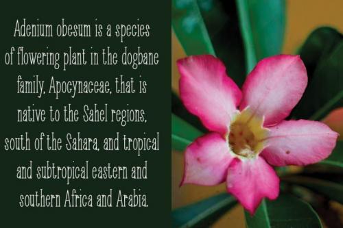 ADENIUM Display Font 1