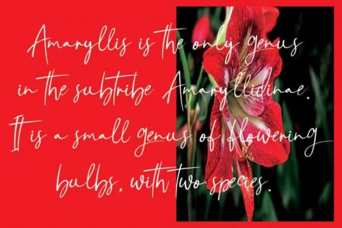 Amarilis Script Font 1