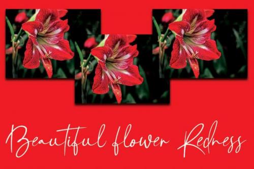 Amarilis Script Font 2