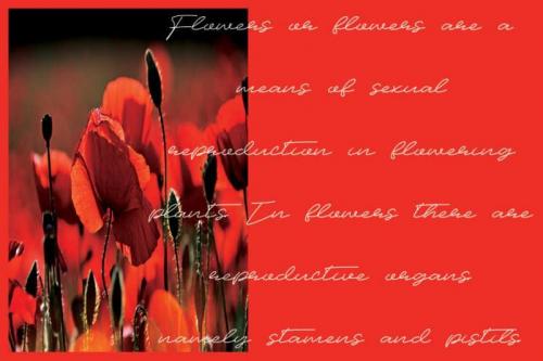 Amegola Flower Handwritten Font 1