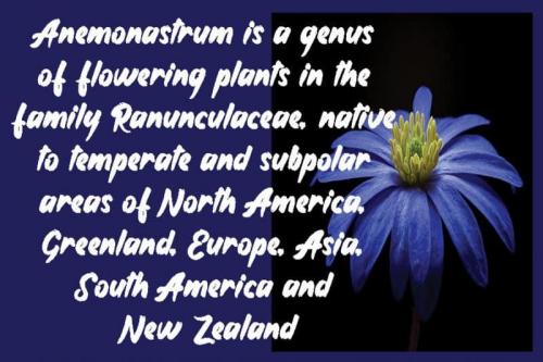 Anemone Brush Font 1