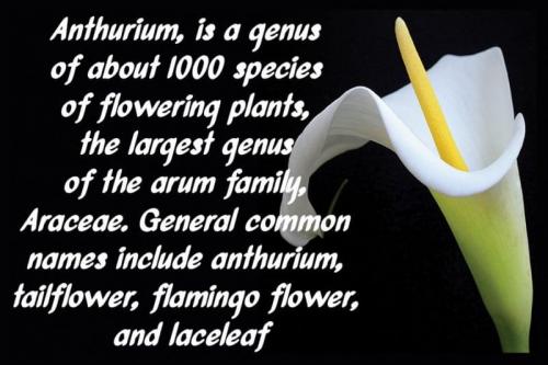 Anthurium Brush Font 1