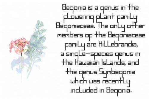 Begonia Display Font 1