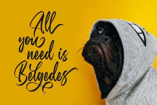 Belgedes Brush Script Font 13