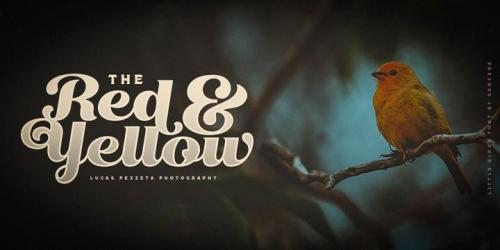 Little Birds Script Font 3