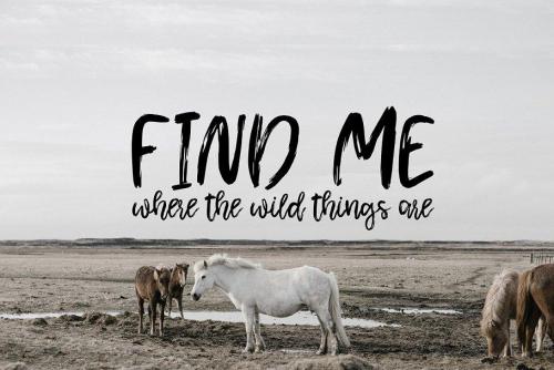 Shamber Script Font  1