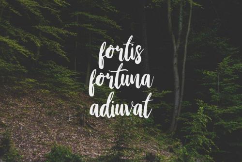 Stay Wildy Script Font 3