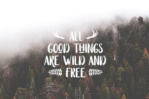 Stay Wildy Script Font 4