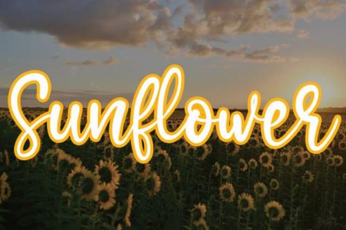 Sunflower Handwritten Font (1)