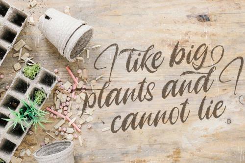 Angelicy Textured Brush Font 7