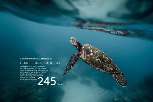 Aquawax Pro Font Family 4