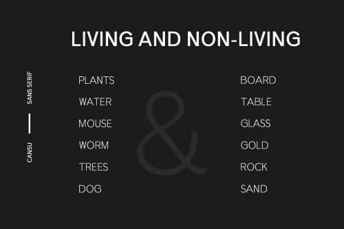 Cansu Sans Serif Font Family 5