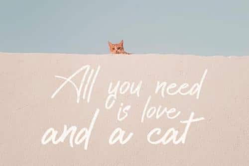 Cattily Calligraphy Font 6
