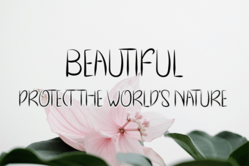 Cryspo Shoop Display Font 4