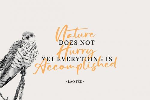 Dellons Signature Elegant Brush Font 7