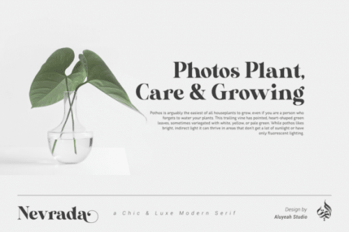 Nevrada Serif Font 8