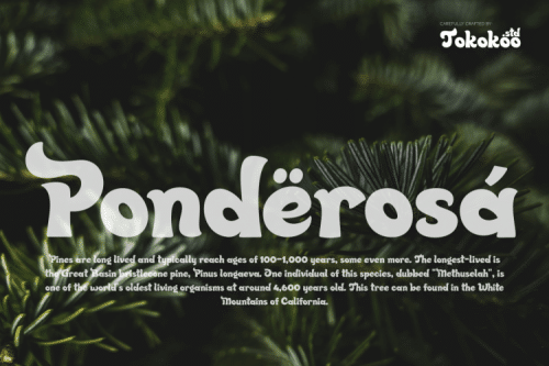 Quincy Jhons Bold Script Font 3