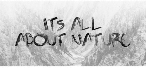 Sawage Brush Font Free 1