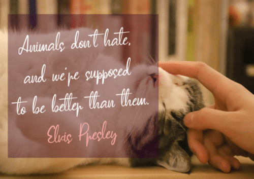 Vertica Script Font 5