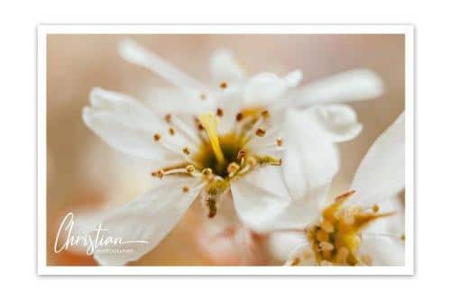 White Pen Script Font  3