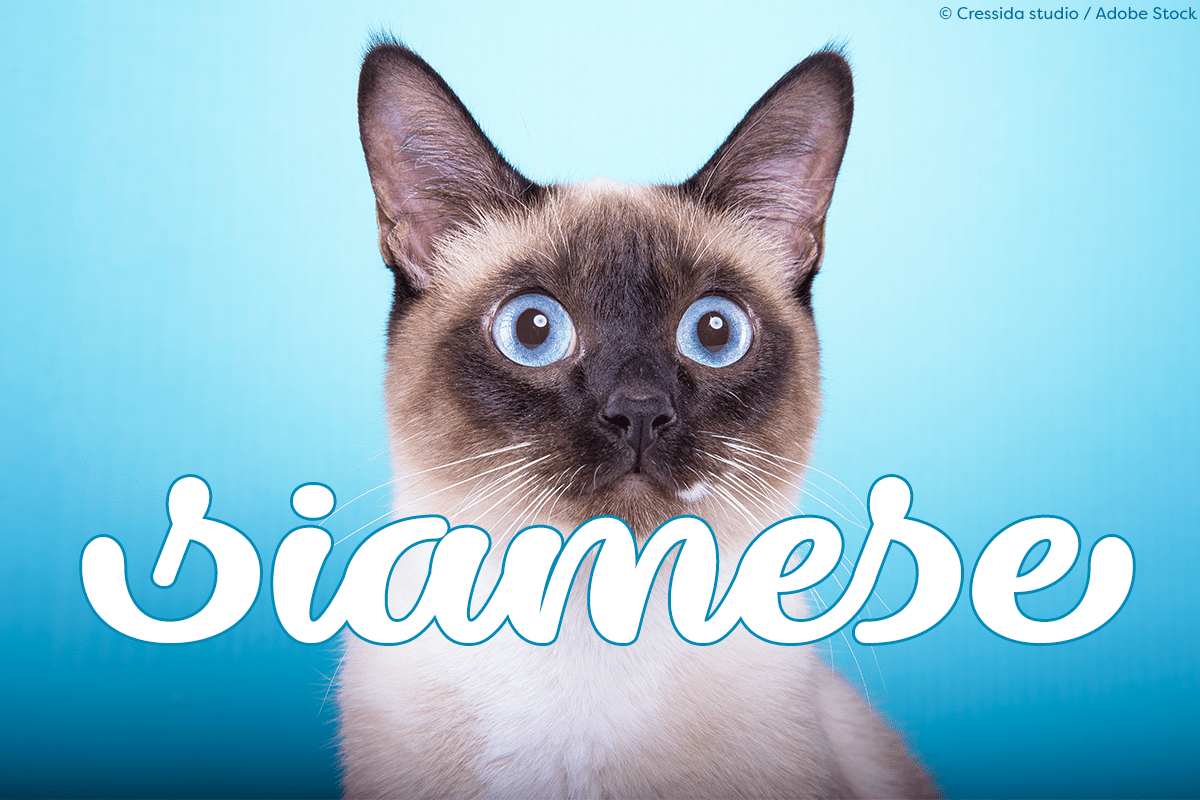 Dillon the Cat Font 2