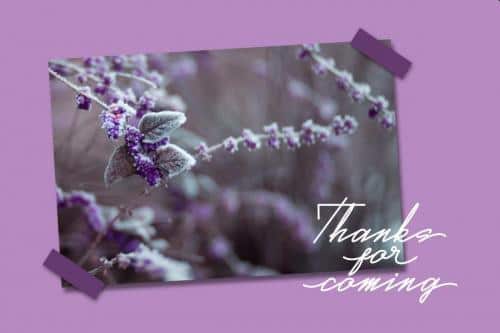 Real Violet Script Font 8
