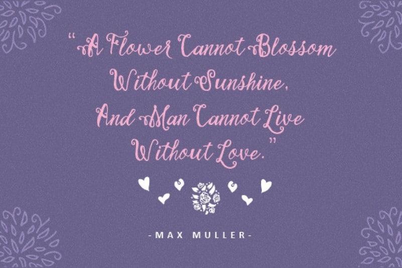 Stellanova Script Font  1