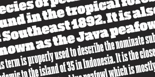Akkordeon Slab Font Family 7