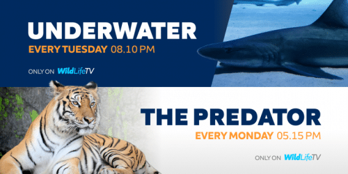 Algera Sans Serif Font 8