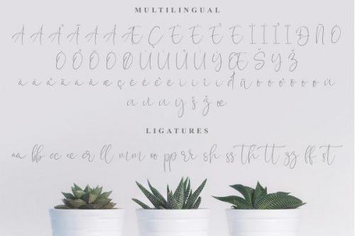 Calistin Font 12