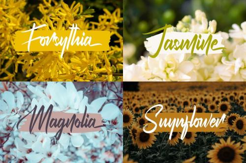 Fracktion Calligraphy Font 9