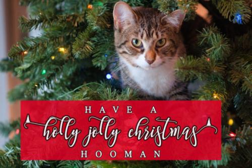 Snowy Holiday Calligraphy Font 7