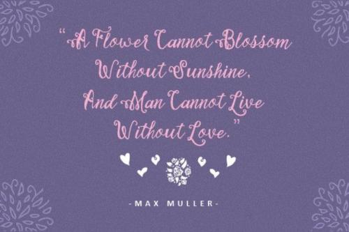 Stellanova Script Font  1