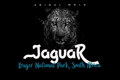 The Raink Display Font 6