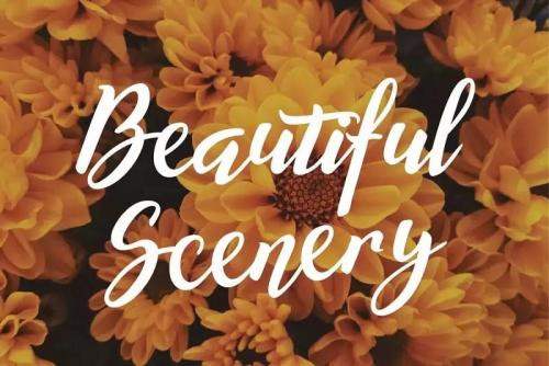 Willynta Script Font 10