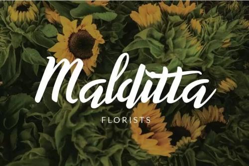 Willynta Script Font 5