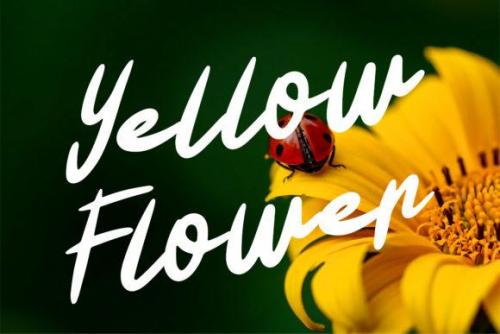 Charlene-Script-Font-3