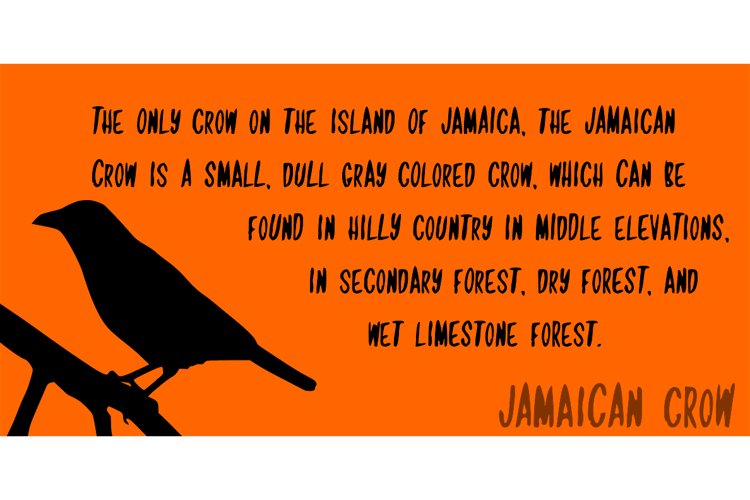 Jamaican Crow Script Font