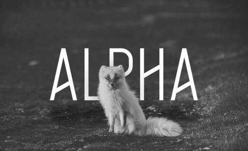Alpha Font Family