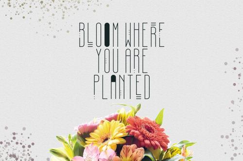 April Font