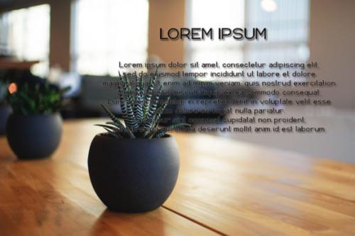 Aveela Font