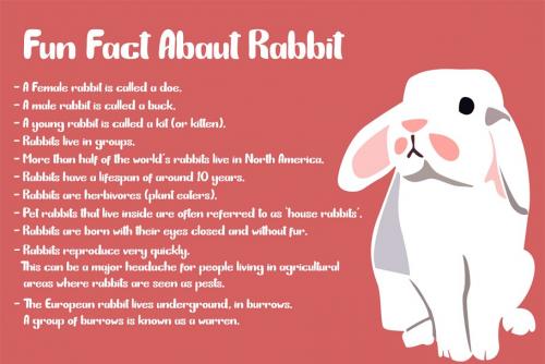 Bunny Funny Playfull Font