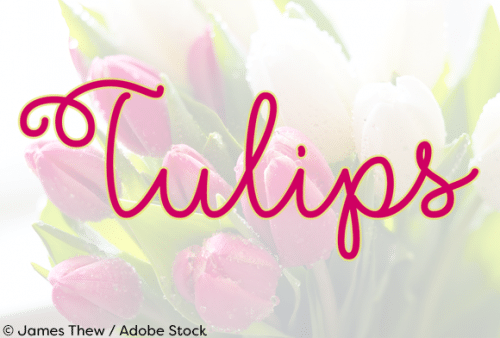 Flower Shop Script Font
